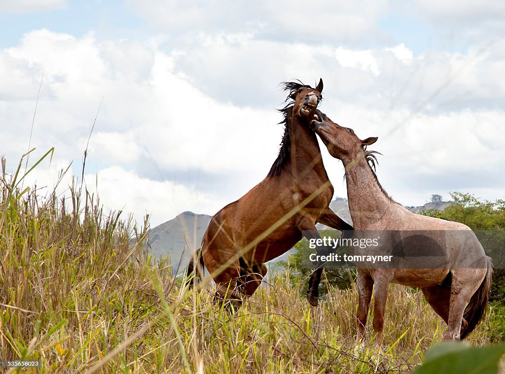 Two horses fighting in field, Ecuador