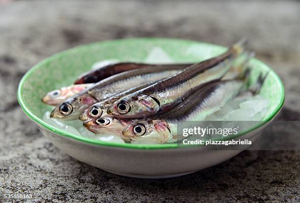 fresh raw european anchovies on ice - anchovy fotografías e imágenes de stock