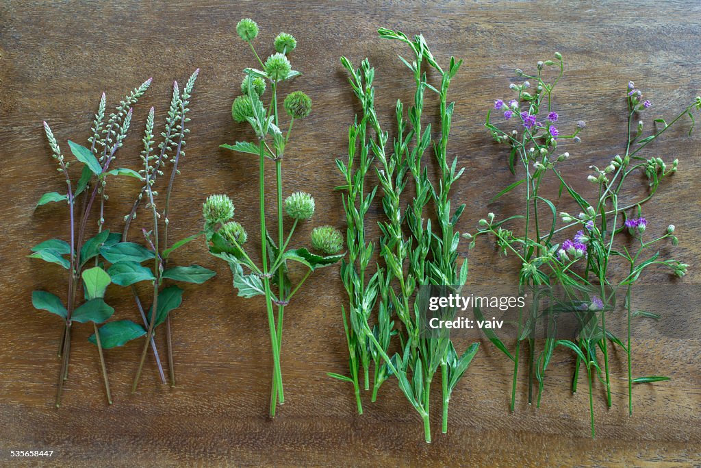 Wild herbs in a row on a wooden table