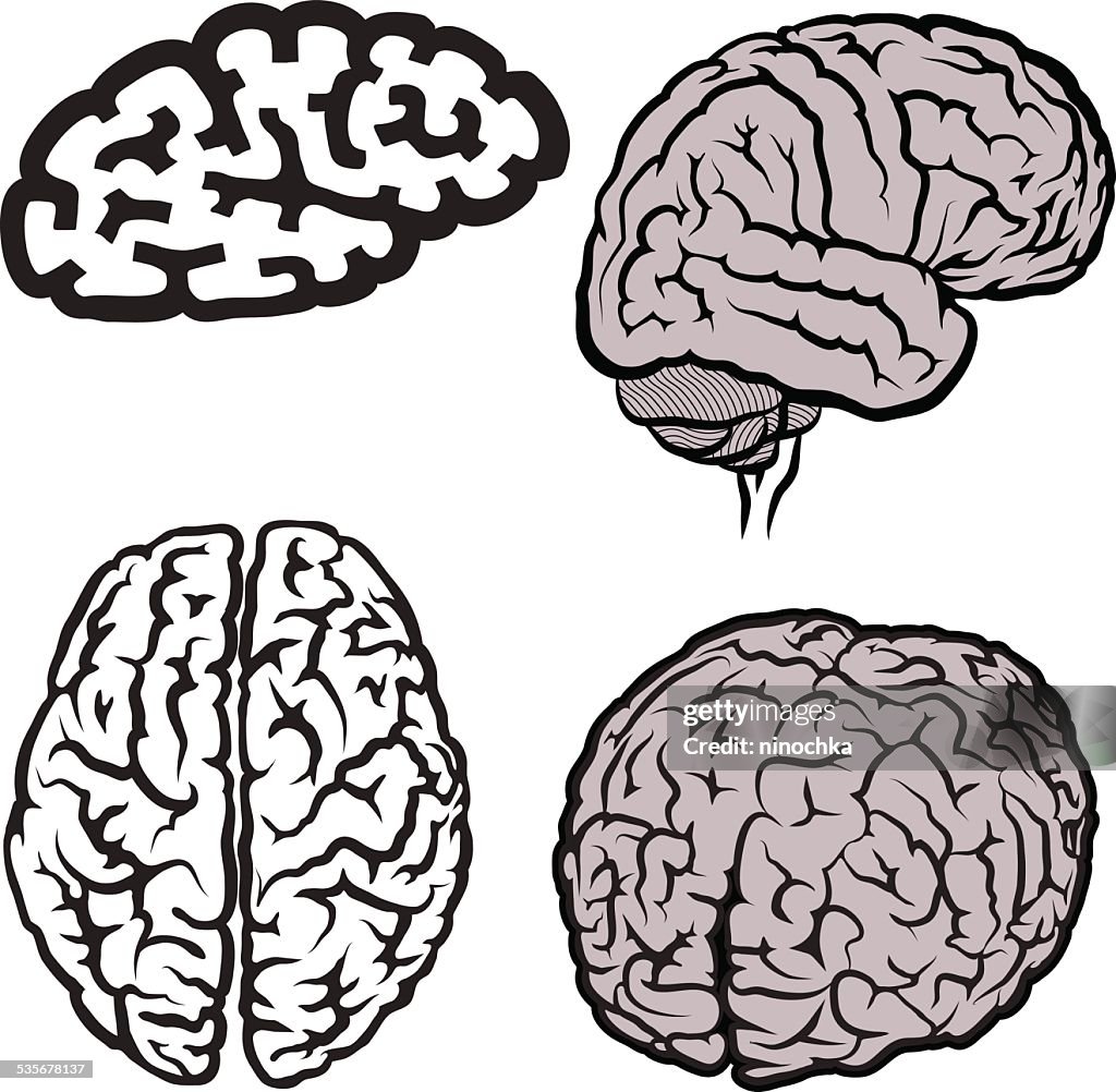 Brain