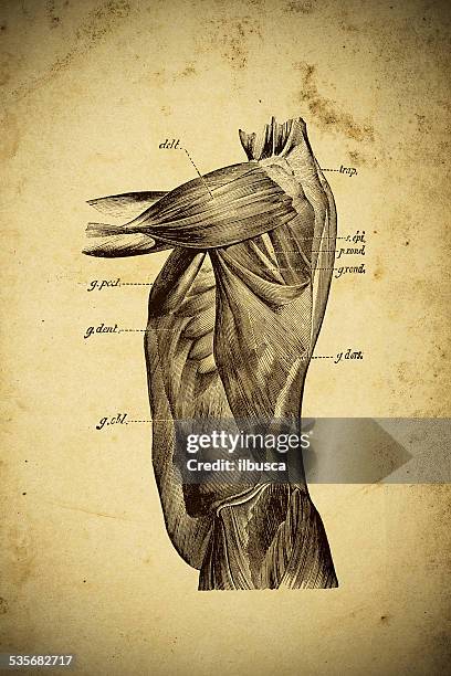 ilustraciones, imágenes clip art, dibujos animados e iconos de stock de científica médica ilustración en papel amarillo: torso los músculos - músculo abdominal