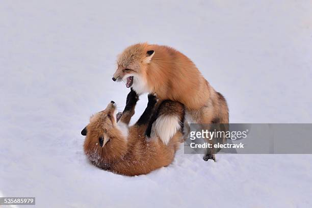 foxes fighting - 仙台 ストックフォトと画像