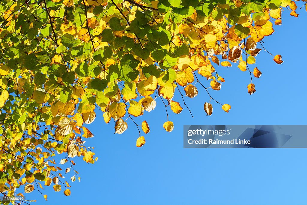 Lime Tree Leaves in Autumn