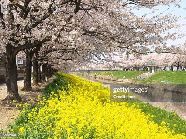 pink and yellow collaboration - 菜の花 ストックフォトと画像