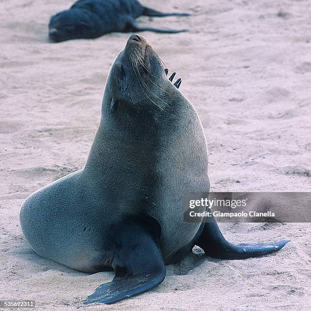 the seal colony at cape cross in namibia - cape fur seal stock pictures, royalty-free photos & images