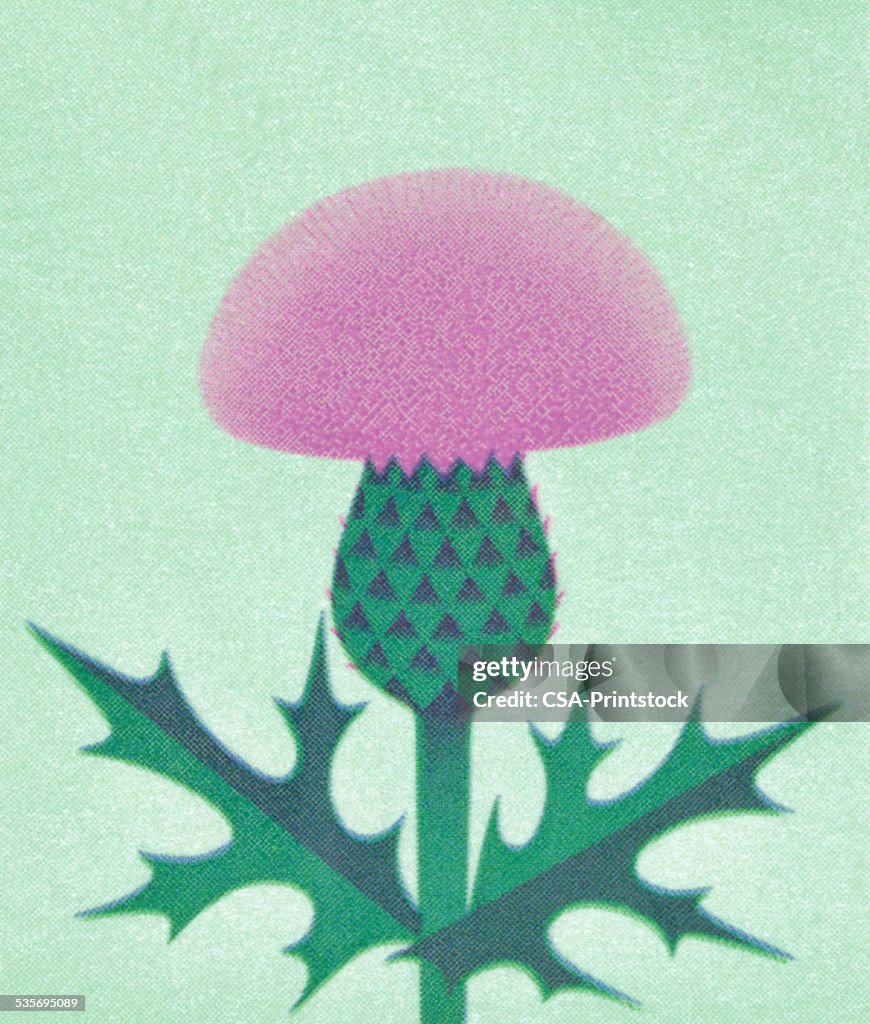 Distel