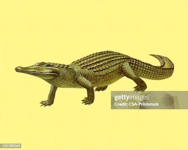 alligator - crocodile 幅插畫檔、美工圖案、卡通及圖標