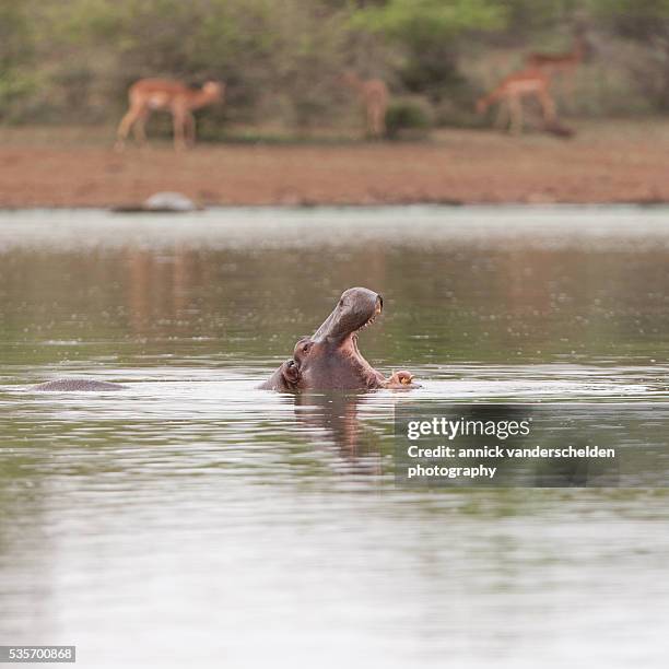 yawning hippopotamus - yawning is contagious stock pictures, royalty-free photos & images