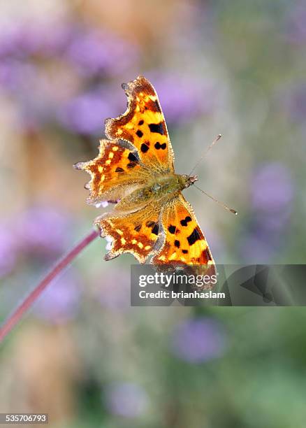 comma - comma butterfly stock pictures, royalty-free photos & images