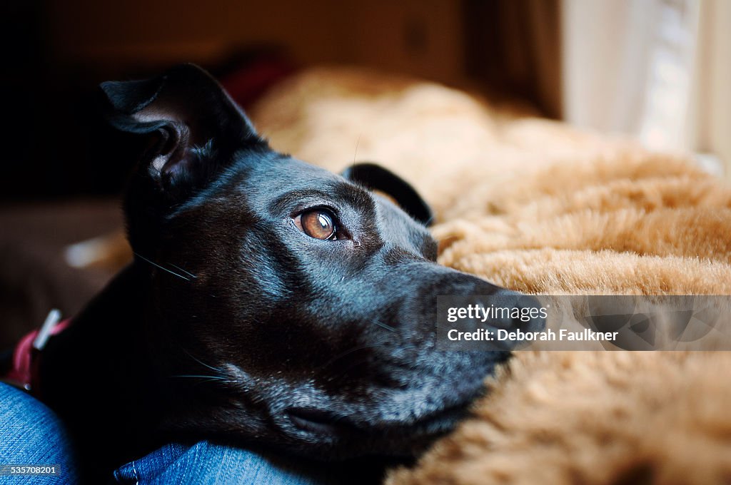 Black dog gazing out of the window