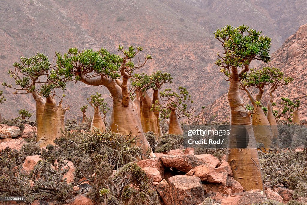 Bottle Trees, Socotra Island
