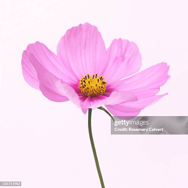 dainty pink cosmos flower with painterly quality - single flower stockfoto's en -beelden