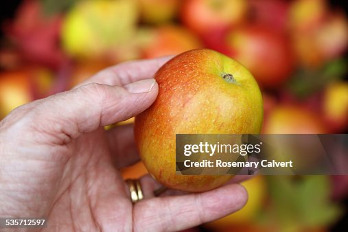 Apple Ripe Hand Ripe Freshly Picked Organic Braeburn Apple In Hand High-Res Stock Photo ...
