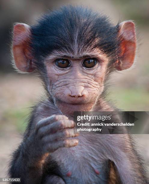 young baboon - baby monkey stock pictures, royalty-free photos & images