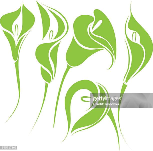 calla-lilien - calla lilies white stock-grafiken, -clipart, -cartoons und -symbole
