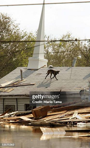 Stranded dog runs on a church rooftop in high water after Hurricane Katrina devastated the area August 31, 2005 in New Orleans, Louisiana....
