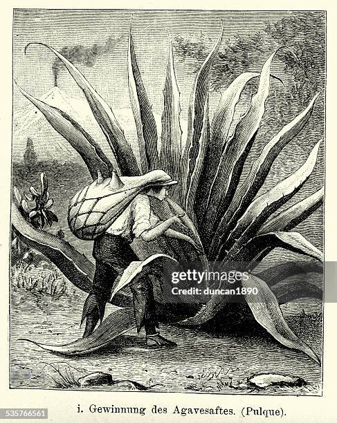 19th century mexico - harvesting agave juice - agave plant stock illustrations
