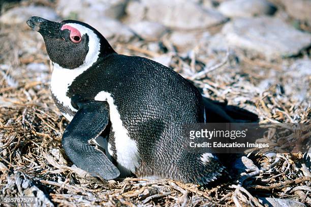 African Penguin, Spheniscus demersus, and Jackass Penguin, Penguin Seevoegelkolonie, sitting on nest, Dyer, Iceland which can be visited only with...