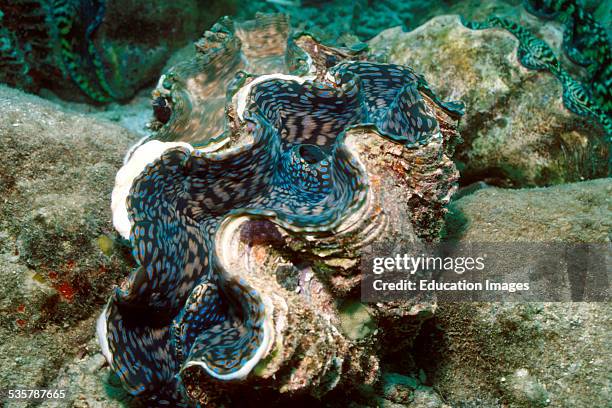 Giant clam, Tridacna Moerdermuschel, the reef, Giant clam are the largest and fastest growing mussels and can reach a size of 1.5 meters and weight...