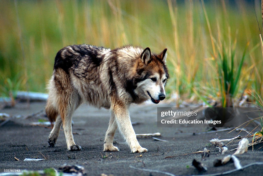 Wolf dog on the Prowl, Alaska