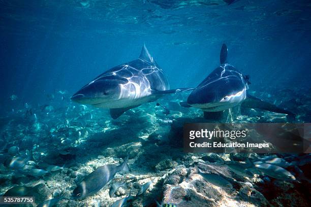 Pair of Bull sharks, Carcharhinus leucas, in shallow water in search of food on beach of Walker's Cay, the northernmost of the 700 Bahamas Islands....