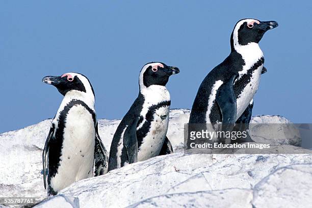 African Penguin, Spheniscus demersus, and Jackass Penguin, Penguin Seevoegelkolonie, and Seabird colony Dyer, Iceland can be visited only with...