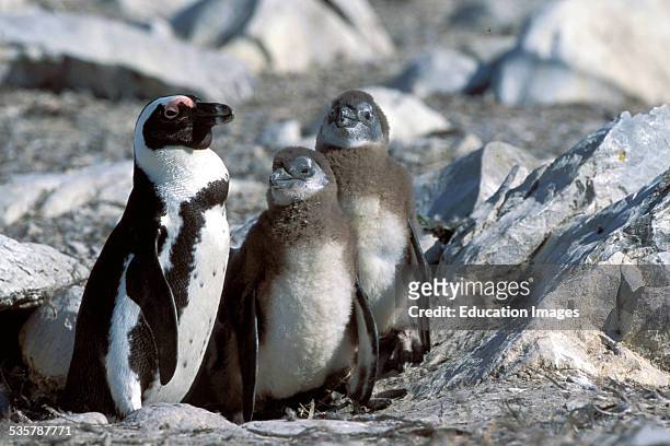 African Penguin, Spheniscus demersus, and Jackass Penguin, Penguin Seevoegelkolonie, and Seabird colony Dyer, Iceland can be visited only with...