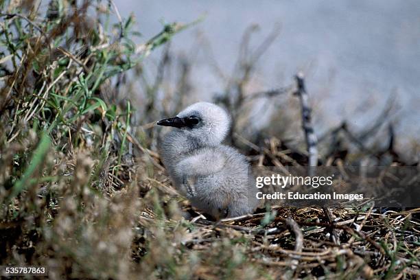 Brown Noddy Tern, Anous stolidus, chick, Midway Islands, Approximately 1000 Brown Noddys nest on the Island creating a single egg in the vicinity of...