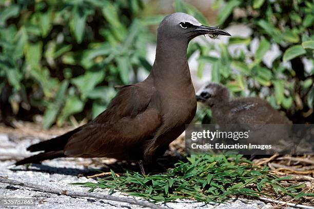 Brown Noddy Tern, Anous stolidus, Mother with chick, Midway Islands, Approximately 1000 Brown Noddys nest on the Island creating a single egg in the...
