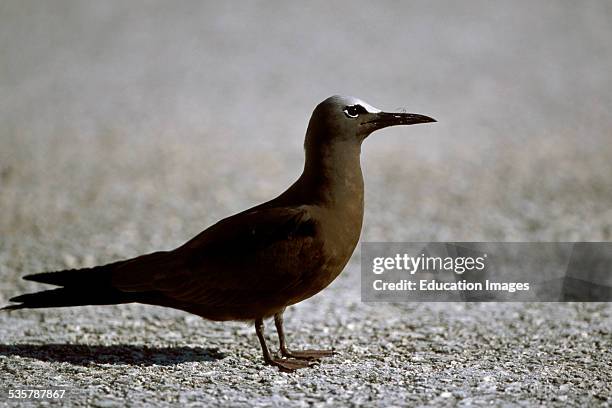 Brown Noddy Tern, Anous stolidus, Midway Islands, Approximately 1000 Brown Noddys nest on the Island creating a single egg in the vicinity of...