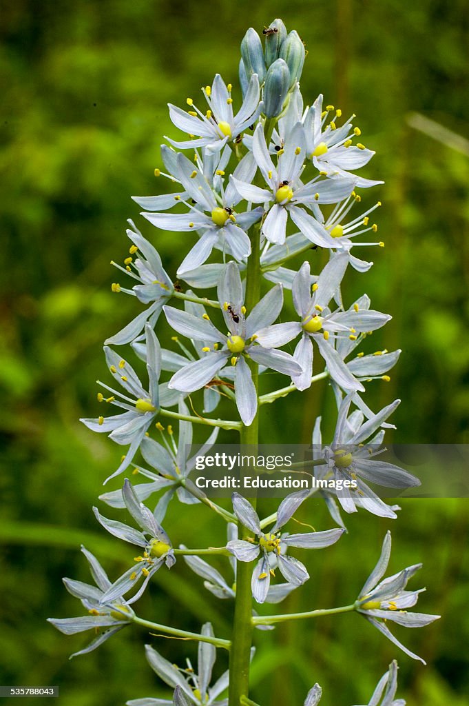 Wild Hyacinth, Camassia scilloides of the family Liliaceae