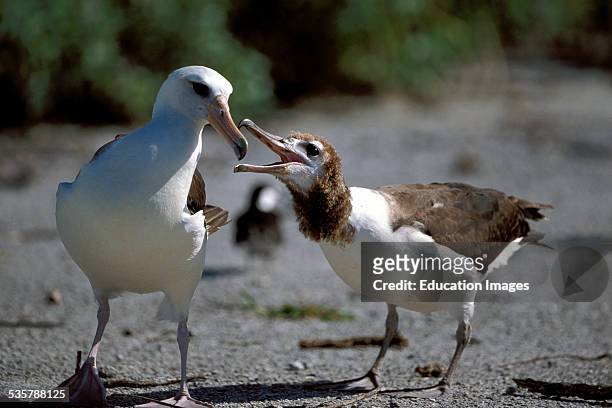 Adult Laysan Albatross, Diomedea immutabilis, feeding Chick on Ground on the Midway Atoll. Here is the worlds largest breeding colony of Laysan and...