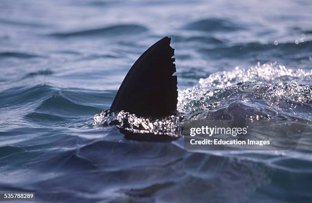 Great White Shark, Carcharodon carcharias, dorsal fin six nautical miles off the coast of Gansbaai, quite close to Dyer Iceland and Geyser Rock, a...