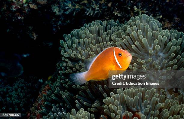 Skunk Fish 211 Pink Skunk Clownfish Stock Photos, High-Res Pictures, and Images ...