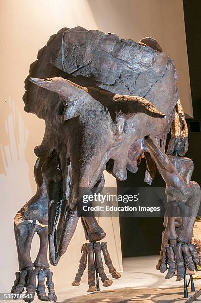 Fossil of a Triceratops Prorsus, Three-horned face, dinosaur from the Cretaceous Period.