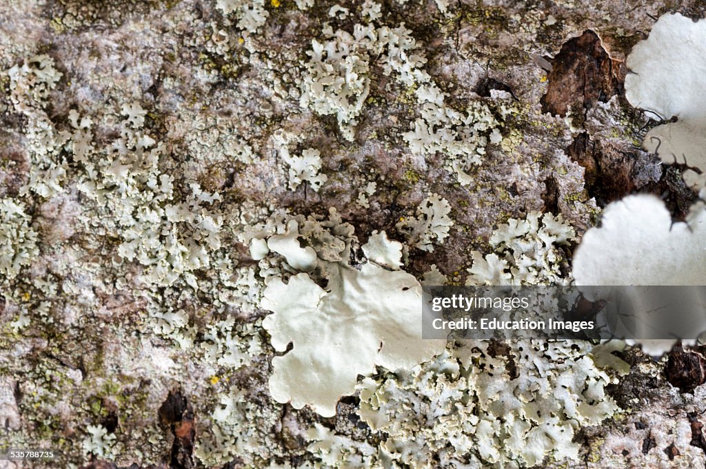 Close up of lichen on a tree