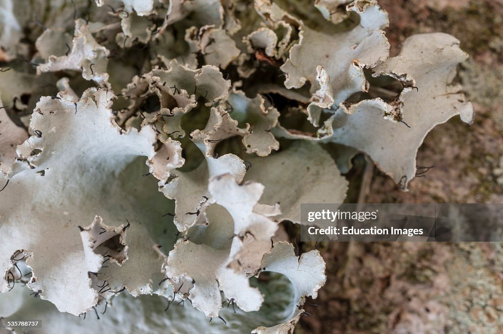 Close up of lichen on a tree
