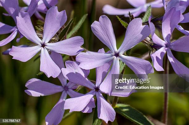 Blue Phlox, Phlox divaricata of the family Polemoniaceae, Photographed in Spring in the Lower Howard, s Creek Nature & Heritage Preserve in Kentucky,...