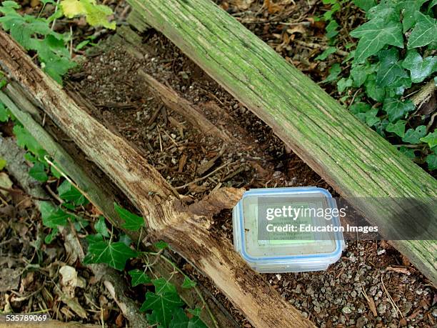 Geocache box hidden in a old log on the Chettle Estate, Dorset, UK.