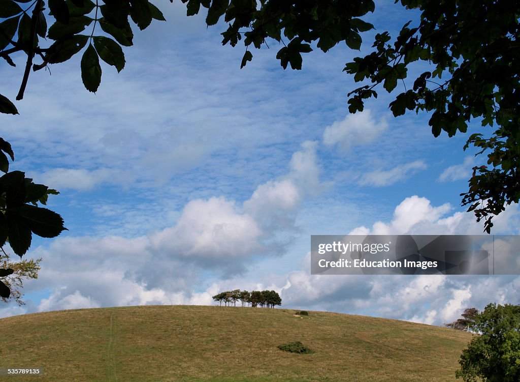 Clump of trees on a hilltop, Chideock, Dorset