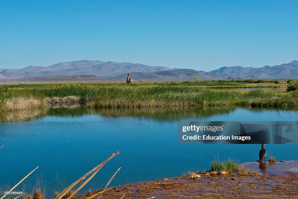 Nevada, Gerlach, Fly Geyser Pool on Fly Ranch, Black Rock Desert and Granite Range