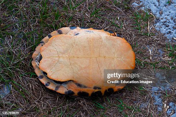 Florida, Immokalee, Red-bellied Cooter on its back.