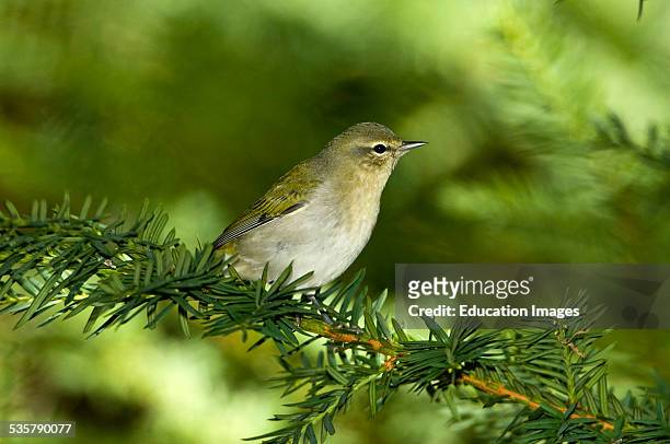 Minnesota, Mendota Heights, Tennessee Warbler perched on a branch.