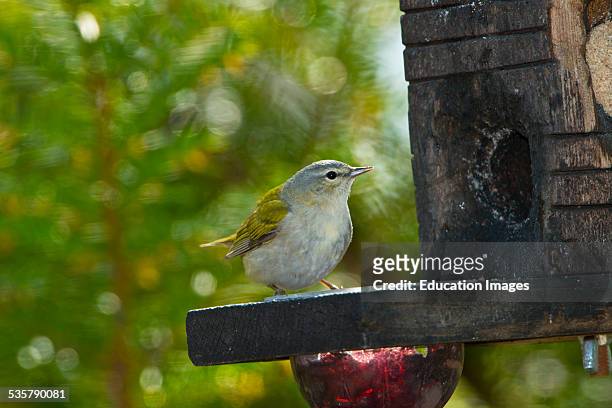 Minnesota, Mendota Heights, Tennessee Warbler perched on Jelly and suet feeder.