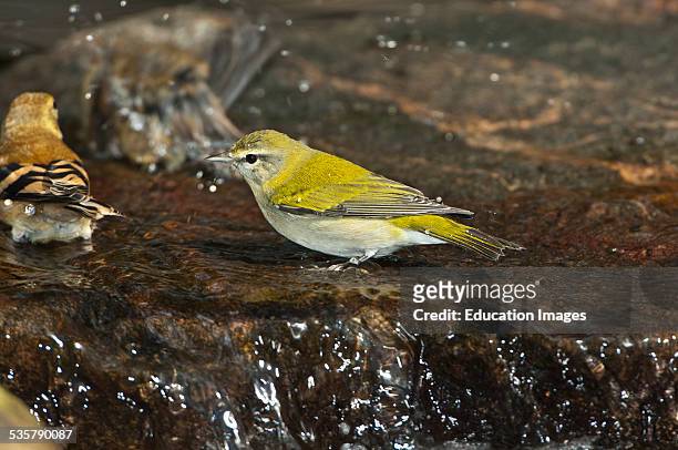 Minnesota, Mendota Heights, Tennessee Warbler bathing with other birds.
