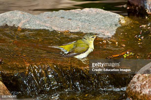Minnesota, Mendota Heights, Tennessee Warbler bathing.