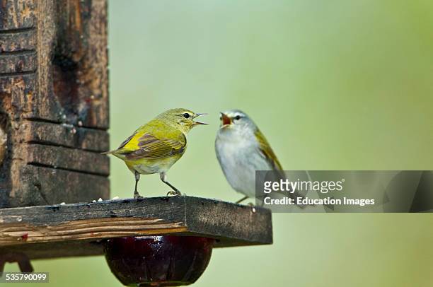 Minnesota, Mendota Heights, Two Tennessee Warblers perched on Jelly and suet feeder.