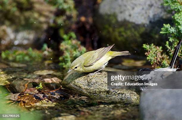 Minnesota, Mendota Heights, Tennessee Warbler Perched on a Rock.
