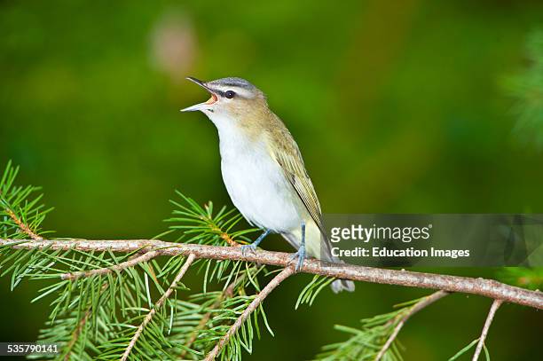 Minnesota, Mendota Heights, Red-eyed vireo perched on a branch singing.