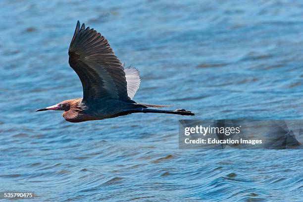 Nobody, Florida, Sanibel Island, Ding Darling National Wildlife Refuge, Reddish Egret Flying over Water.